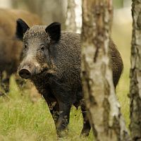 Wildschwein