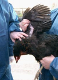 Tierärzte bei der Seuchenbekämpfung - Blutprobenahme bei einem Huhn