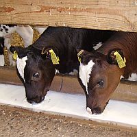 Kälber Leitfaden landwirtschaftliches Fachpersonal