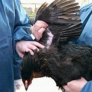 Tierärzte bei der Seuchenbekämpfung - Blutprobenahme bei einem Huhn